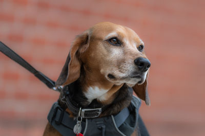 Close-up of dog looking away against wall