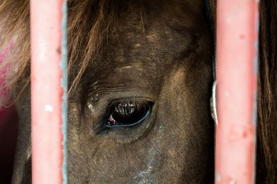 Cropped eye of horse