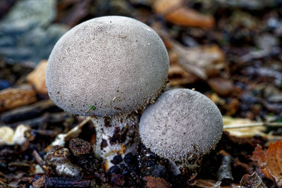Close-up of mushrooms growing on field