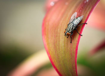 Close-up of insect on red flower