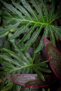 High angle view of wet plant leaves during rainy season