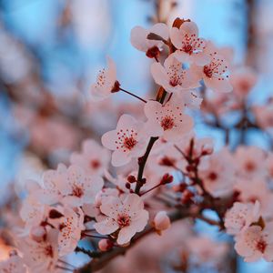 Pink flower plant