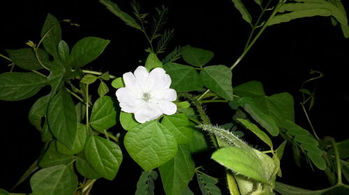 Close-up of blooming outdoors at night