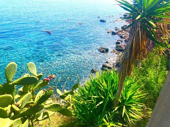 High angle view of palm tree by sea