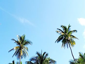 Low angle view of palm tree against clear blue sky