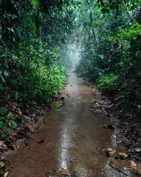 Wet street amidst trees in forest