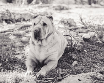 Close-up of dog sitting on grass