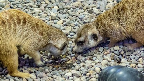 Close-up of meerkats