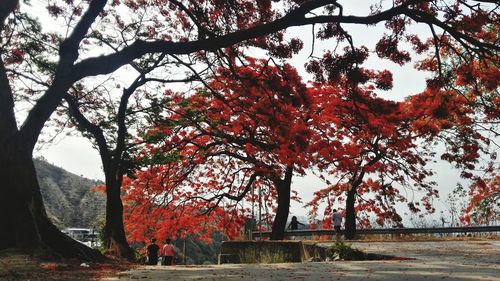 Autumn trees by plants against sky