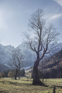 Bare trees on landscape against mountains