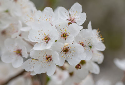 Close-up of white cherry blossoms