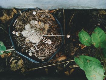 High angle view of plants