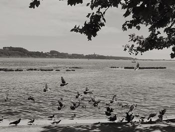 Birds swimming in lake against sky