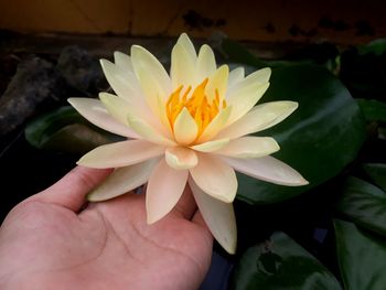 Close-up of hand holding white flowering plant