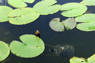 High angle view of lotus leaves floating on lake