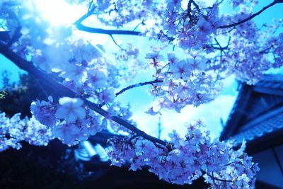 Low angle view of flowers on tree