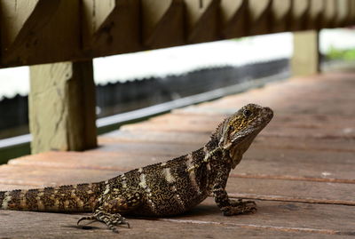 Close-up of lizard on wood at zoo