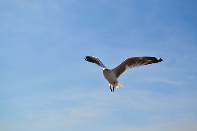 Low angle view of seagull flying