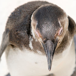 Close-up portrait of bird