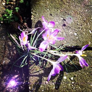 Close-up of purple flower plant