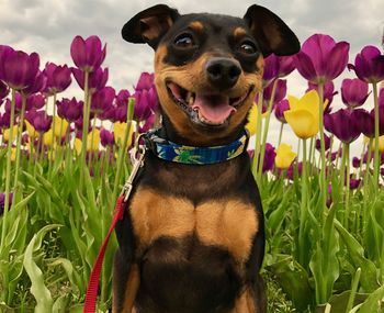 Dogs in a field