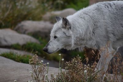 Close-up of dog outdoors