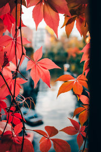 Close-up of maple leaves on tree during autumn