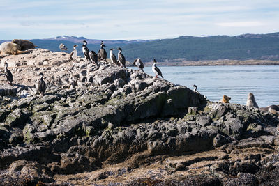 Birds perching on rock at beach