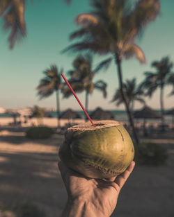 Cropped hand holding coconut