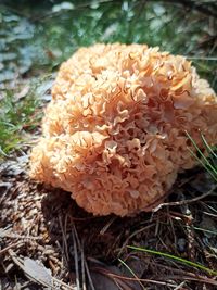 Close-up of mushroom growing on field