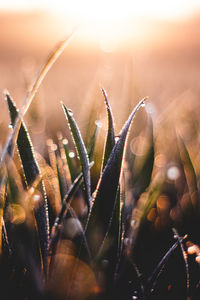 Close-up of plants growing on field