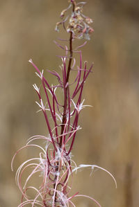 Close-up of dry plant