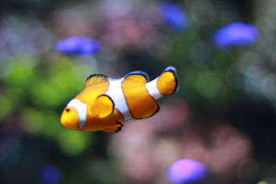 Close-up of clownfish yellow  fish swimming in sea