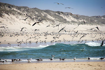 Flock of seagulls flying over beach against sky