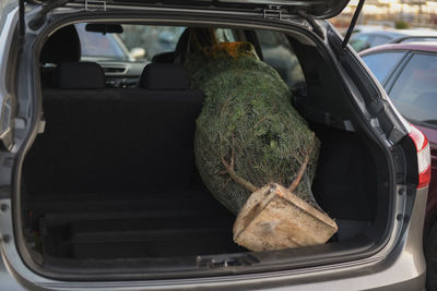 Packaged christmas tree in a trunk of the car