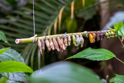 Close-up of sulkworm on leaves