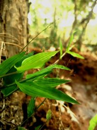 Close-up of plant growing on field