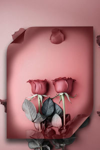 Close-up of pink roses against white wall