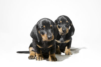 Black dog against white background