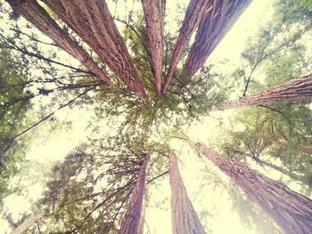 Low angle view of trees