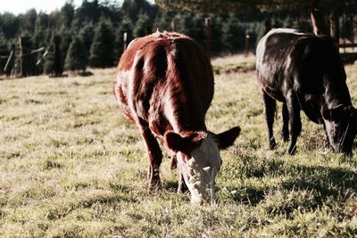 Cows grazing on field