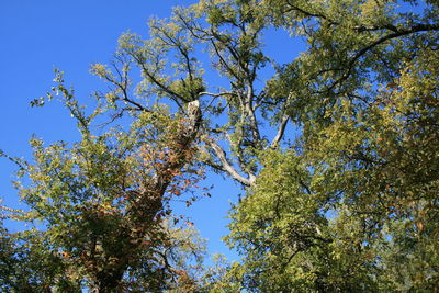 Low angle view of tree against clear blue sky