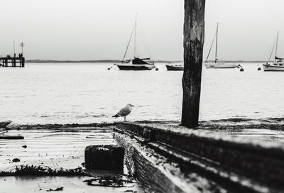 Seagull at beach by moored sailboats against sky