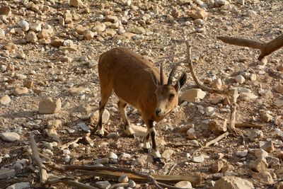 Deer standing on field