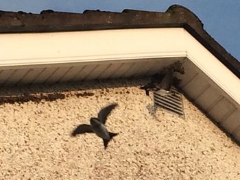 Low angle view of lizard against sky