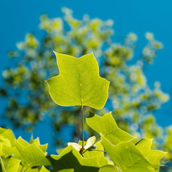 Close-up of yellow maple leaves against blue sky