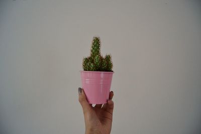 Cropped image of woman holding potted cactus against gray wall