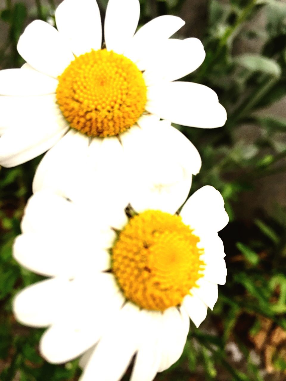 flower, petal, freshness, fragility, flower head, yellow, growth, white color, close-up, beauty in nature, pollen, focus on foreground, blooming, nature, in bloom, plant, blossom, outdoors, stamen, day