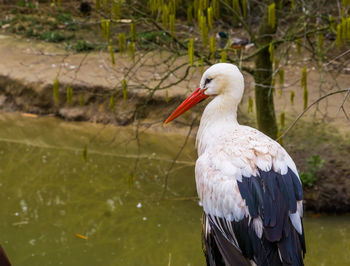 Close-up of bird perching on a lake