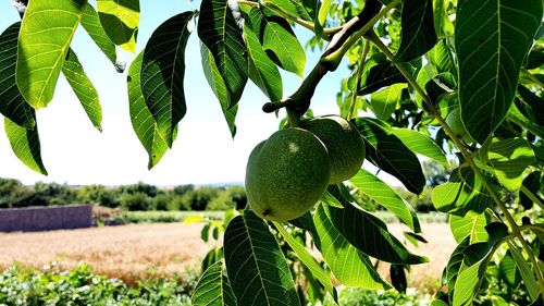 Close-up of fruits growing on tree in field